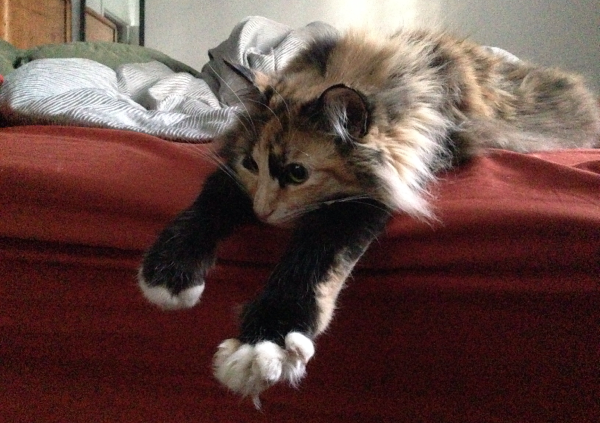 A pixel-based raster image. (Click to enlarge)